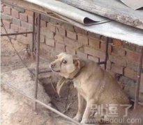 这眼神是神马意思? 这眼神是神马意思?