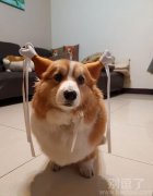 难道因为尹志平是泰迪？