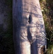 这朽木好有艺术感啊！