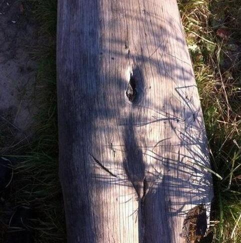 这朽木好有艺术感啊！