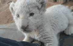 你是只老虎啊喂? 你是只老虎啊喂?