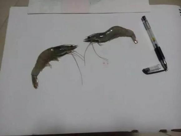 想做白石老人徒弟想疯了 想做白石老人徒弟想疯了