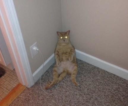 看到喵星人正在充电中 看到喵星人正在充电中