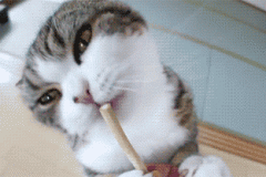 猫咪gif动态图片合集。