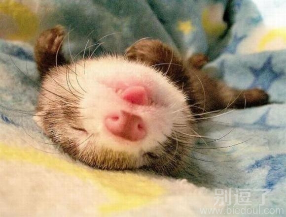 萌萌萌,就是萌啊! 萌萌萌,就是萌啊!