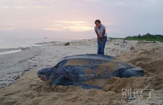 靠 海龟如此巨大 靠 海龟如此巨大