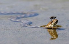 自然食物链 自然食物链
