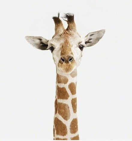 动物证件照,很真实。