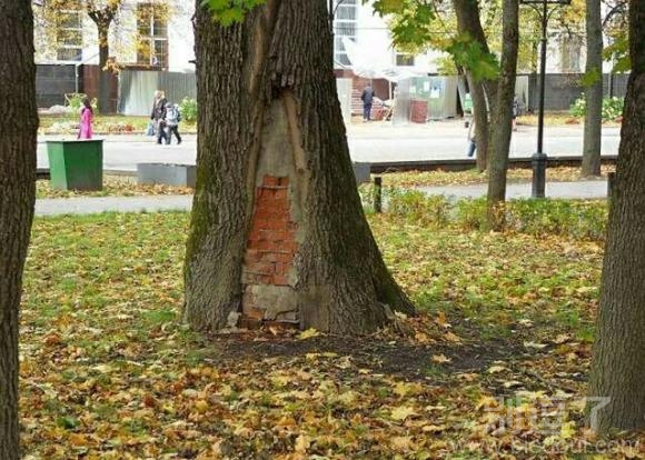 一颗会伪装的树。
