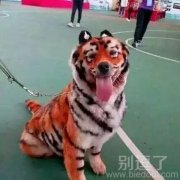 老虎也会吐舌头吗 老虎也会吐舌头吗