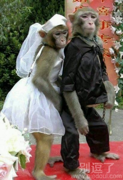 两只结婚的小猴。