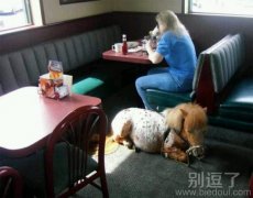 一只小马的幸福生活。