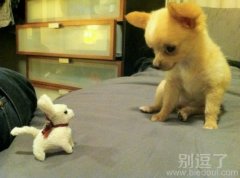 想要朋友的小狗。 想要朋友的小狗。