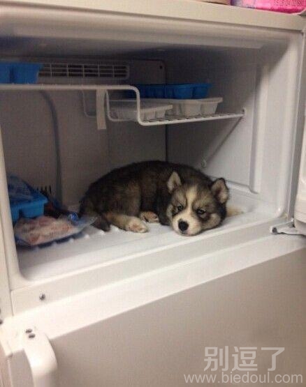 走开,我要做一只高冷的猫 走开,我要做一只高冷的猫