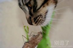谁怕谁，不服是吗？？