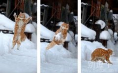 优雅的猫咪三连拍