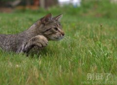 再嗡嗡一巴掌拍死你！