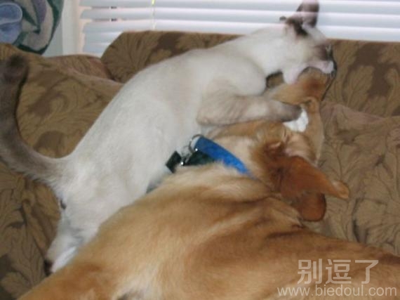 狗咬狗,一嘴毛啊 狗咬狗,一嘴毛啊