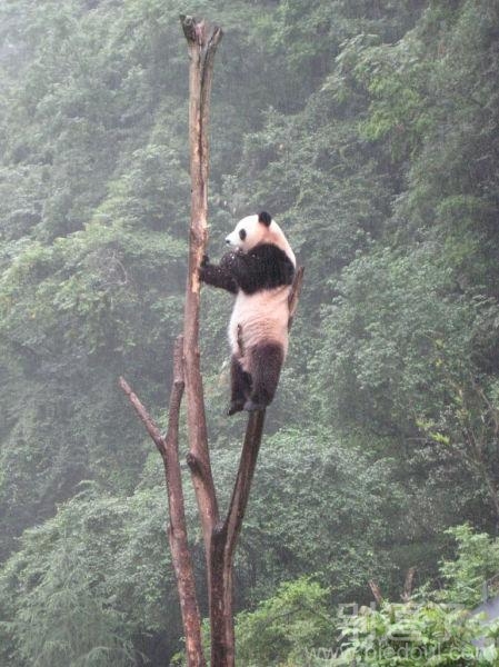 我靠。熊猫你怎么上去的。 我靠。熊猫你怎么上去的。