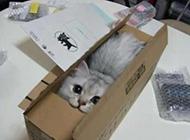 能快递的小猫咪 能快递的小猫咪