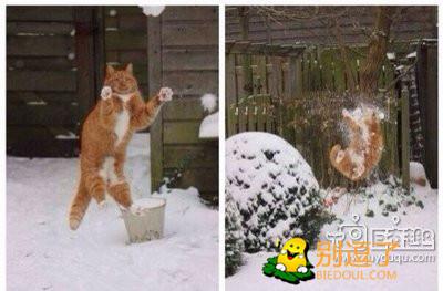 喵星人再也理我了