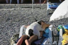 好邪恶的一幕。狗狗你。。