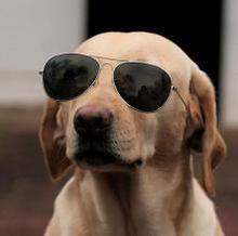 看我狗爷帅不帅, 看我狗爷帅不帅,