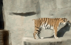 你是老虎啊，这样轻易被吓到了真的好吗