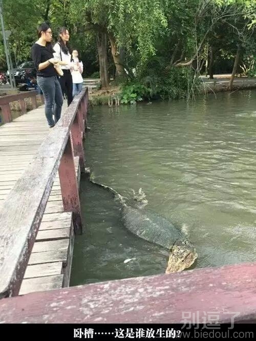 我还以为是鳄鱼