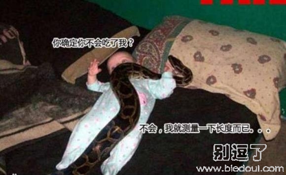 觉得养蛇挺不错的 觉得养蛇挺不错的