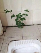 在厕所里的小树苗，生命力真强。