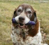 正在吃骨头的狗狗。 正在吃骨头的狗狗。