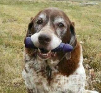 正在吃骨头的狗狗。