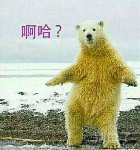 一只妖娆的北极熊。。 一只妖娆的北极熊。。
