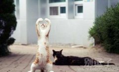 正在祈祷的小猫。 正在祈祷的小猫。