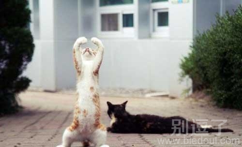 正在祈祷的小猫。 正在祈祷的小猫。