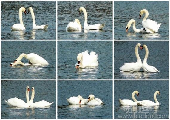 恩爱的一对,马上双十一了呢 恩爱的一对,马上双十一了呢