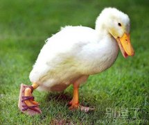 要是更快，只怕连肉都会刮去