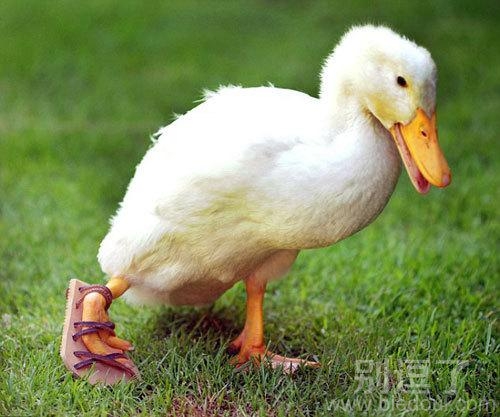 要是更快，只怕连肉都会刮去