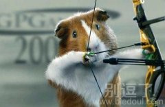 仓鼠射箭图片哈哈 仓鼠射箭图片哈哈