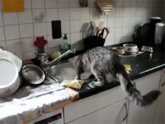 喵星人会刷碗？真的吗