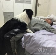 狗狗和哥们的故事。