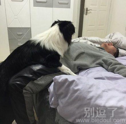 狗狗和哥们的故事。