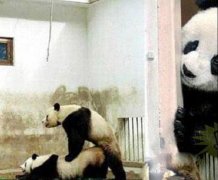 国宝大熊猫都干这偷窥的事儿