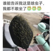 “谁能解释下这是啥虫子，我都不敢坐了！”神评回复亮了哈哈哈