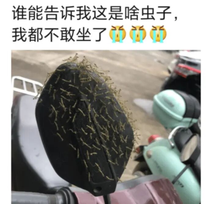 “谁能解释下这是啥虫子,我都不敢坐了!”神评回复亮了哈哈哈 “谁能解释下这是啥虫子,我都不敢坐了!”神评回复亮了哈哈哈