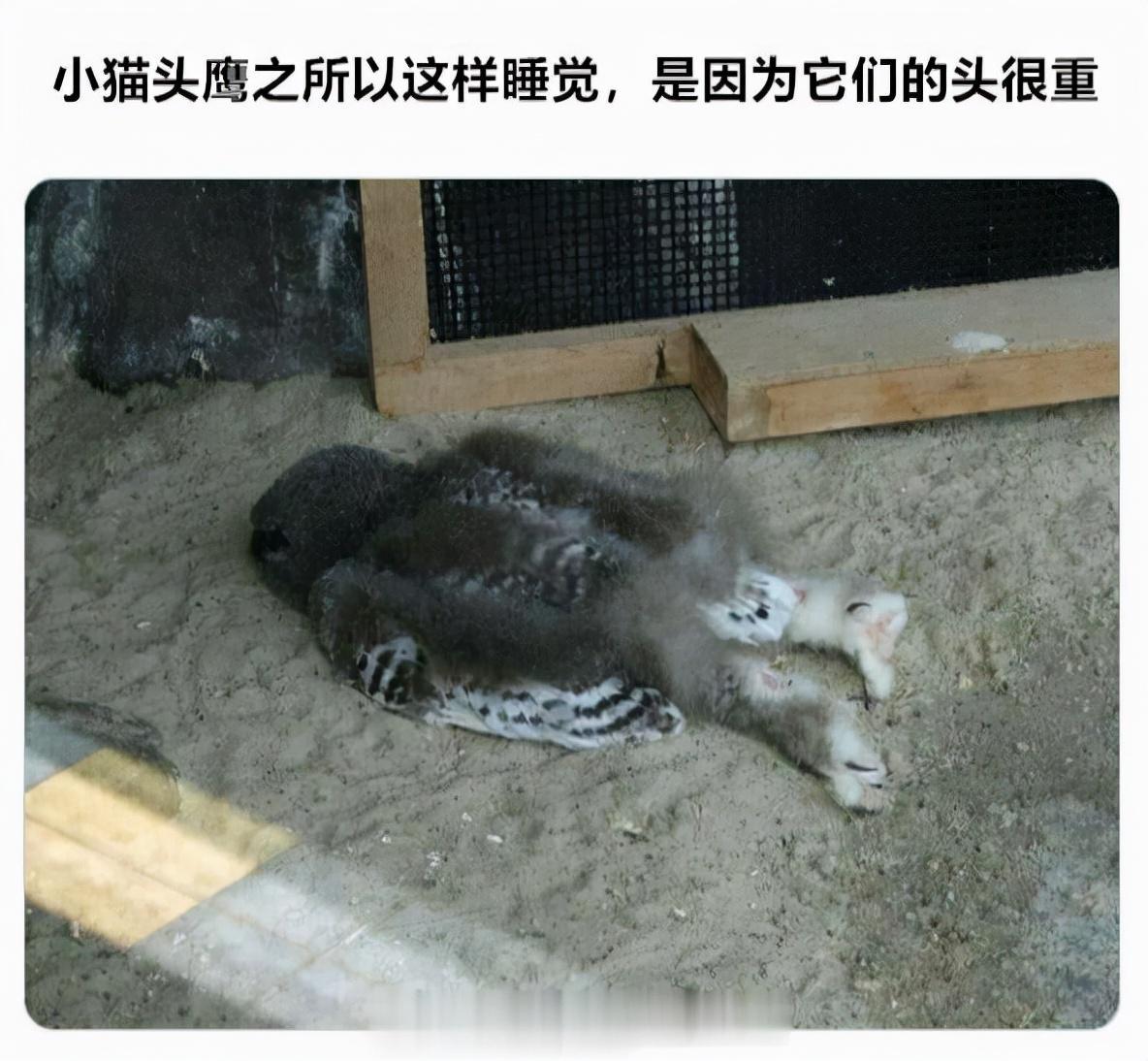 “请用一句话证明你认识他,字越少越好!”神评真绝了哈哈哈! “请用一句话证明你认识他,字越少越好!”神评真绝了哈哈哈!
