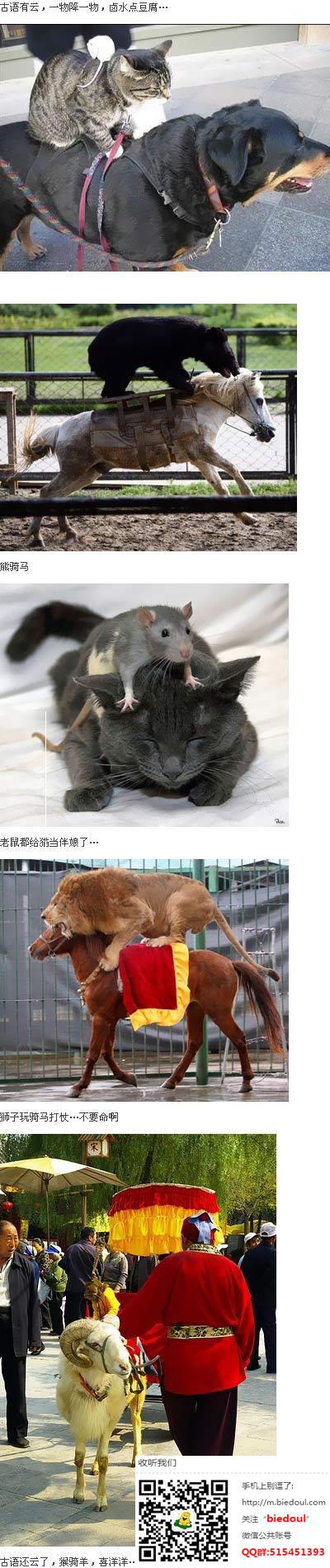 各种动物骑着各种动物。。恩。。 各种动物骑着各种动物。。恩。。