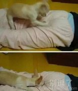 喵星人好不老实呀