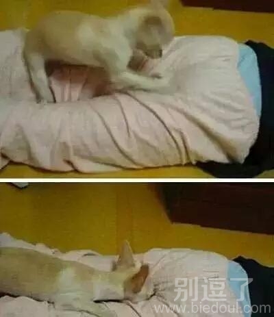 喵星人好不老实呀 喵星人好不老实呀